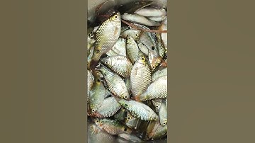 amazing fish cutting 😳#shorts #viralshorts #fish #fishing #amazingfish #trendingshorts #tiktok #cow