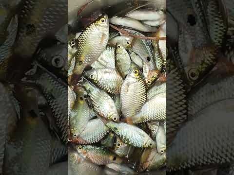 amazing fish cutting