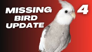 Missing Cockatiel Bird Update 4