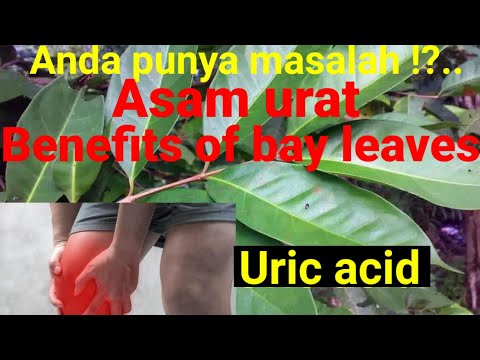 #Daun salam#Bay leave                                                    Cara menyembuhkan Asam urat