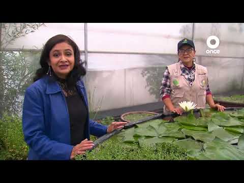 Video: Pautas de etiqueta en el jardín: cómo disfrutar de los jardines botánicos