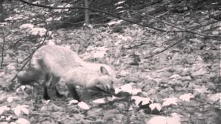 Animaux Du Mont St-Gregoire Mai 2013