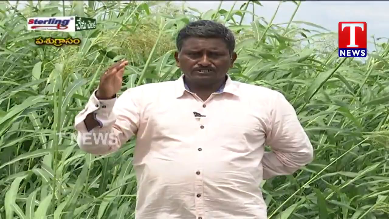 Chenu Chelaka | CSC 33MF Fodder Cultivation by Nadendla Brahmaiah | TNews Telugu