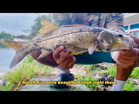 Snook fishing with nlbn 3” paddletails ! - YouTube