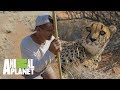 ¡Un guepardo en su hábitat natural! | Wild Frank en África | Animal Planet