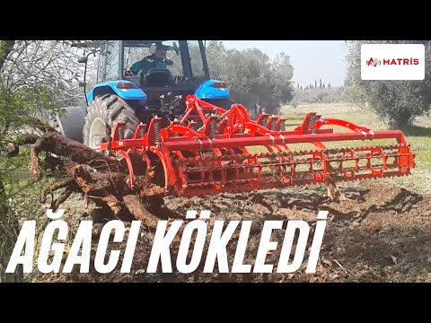 KAZ AYAĞIYLA AĞACI KÖKLEDİLER. MATRİS ZOR KOŞULLARI SEVER