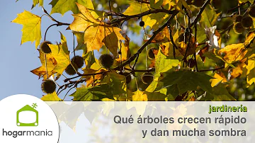 ¿Qué árbol pequeño crece más rápido?