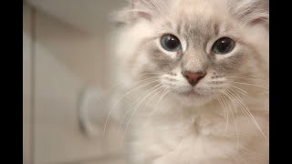 Kittens and Cats slideshow