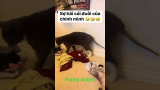 meow meow mèo meo,#meow #memes #funny #pets #youtubeshorts #ytshorts #cute