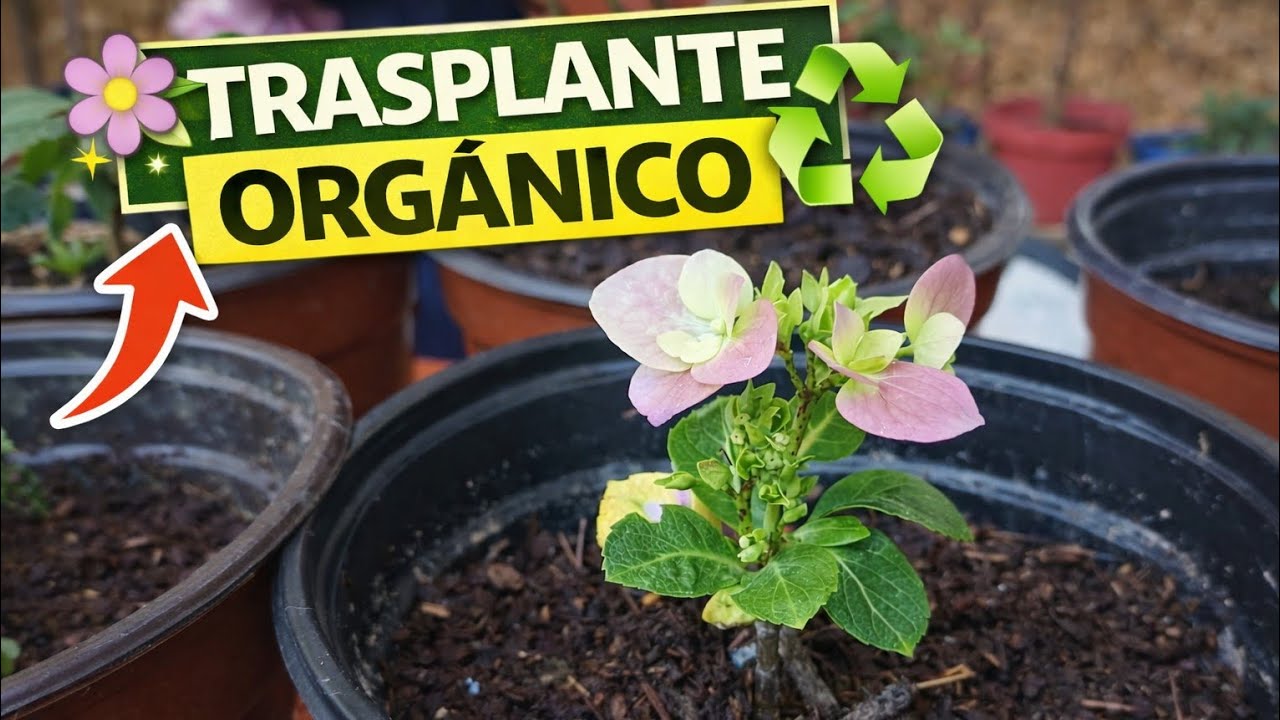 Trasplante orgánico para más floración 🌸 | Sustrato natural y macetas recicladas