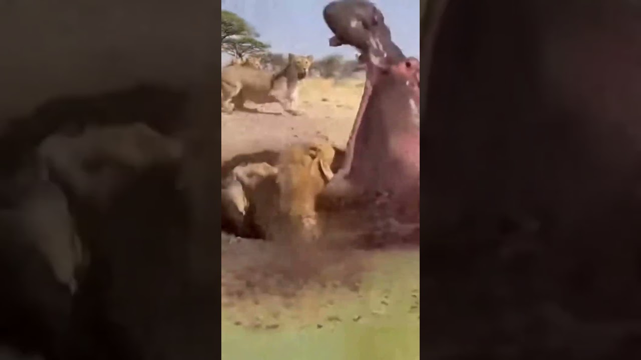 Lion vs Hippo: Watering Hole Turns Into Chaos 💥🦁🦏