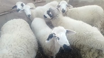 #سورة البقرة (7) اللهم اجعل القران ربيع قلوبنا ونور صدورنا ياالله 🤲🤲🌹🌴🥰