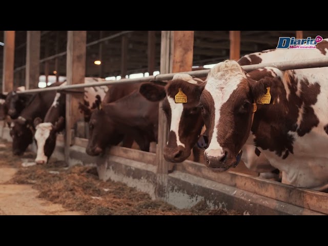 Chiapas, estragos por el gusano barrenador || Video Reportaje