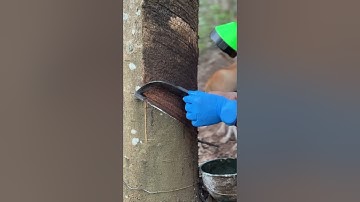 Rubber tapping🌳 #rubberfarming #satisfying #rubbertapping #rubbertree #rubbertreeplant #nature