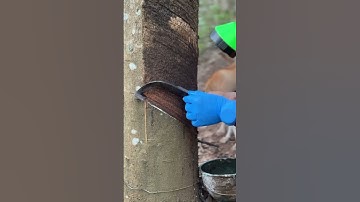 Rubber tapping🌳 #rubberfarming #satisfying #rubbertapping #rubbertree #rubbertreeplant #nature