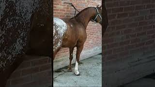 Sardo #caballos#elegante