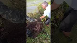 pescaria do gigante de 100 kilos