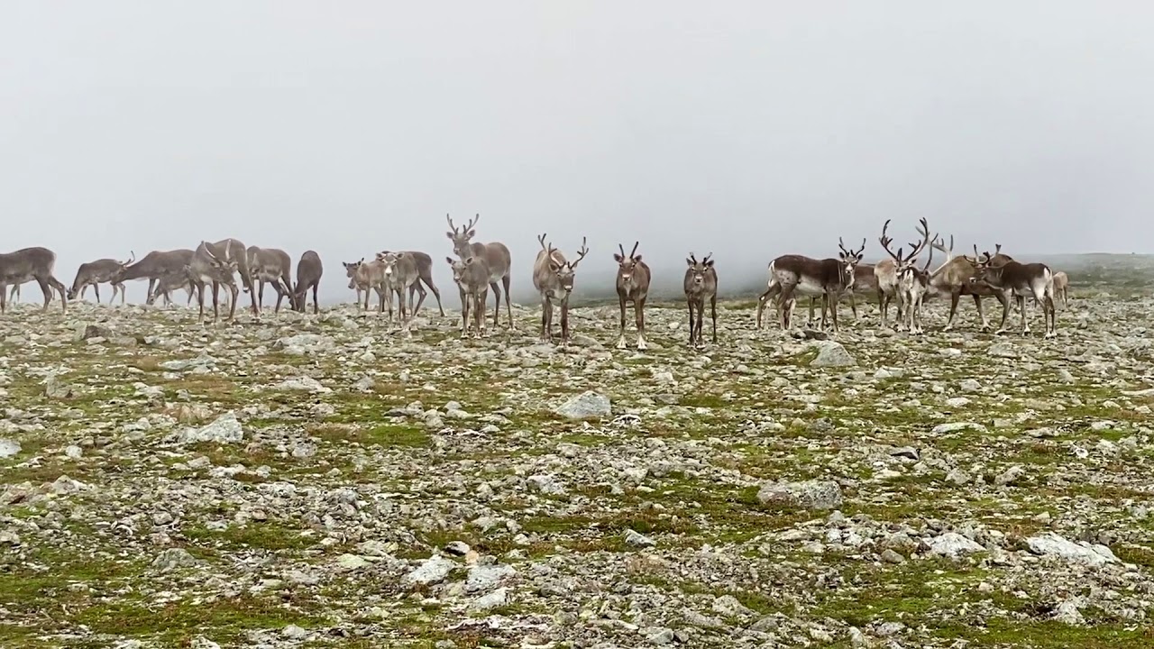 Caribou Herd on the Blow Me Down Mountains - IMG E0254