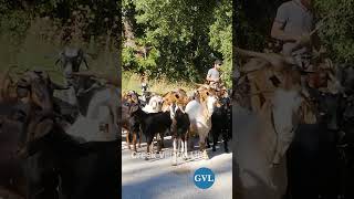 Άνοιξε η Πόρτα και Ξεχύθηκαν 250 Γίδια στο Βουνό!