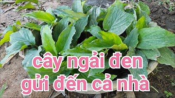 Gửi cây ngải đen đt 0909577542