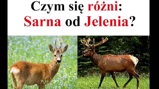 czym się różni: SARNA od JELENIA