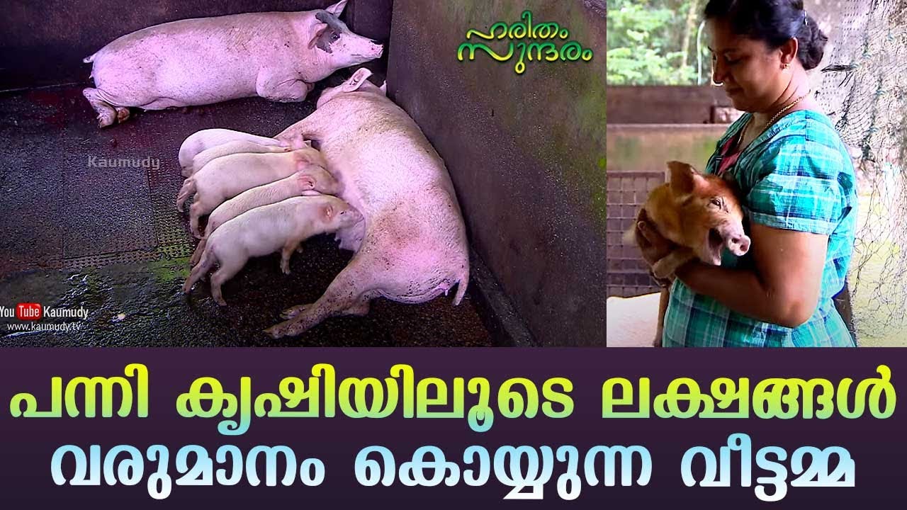 Lakhs from Pig farming | Success story of a Housewife | Haritham Sundharam | EP 299