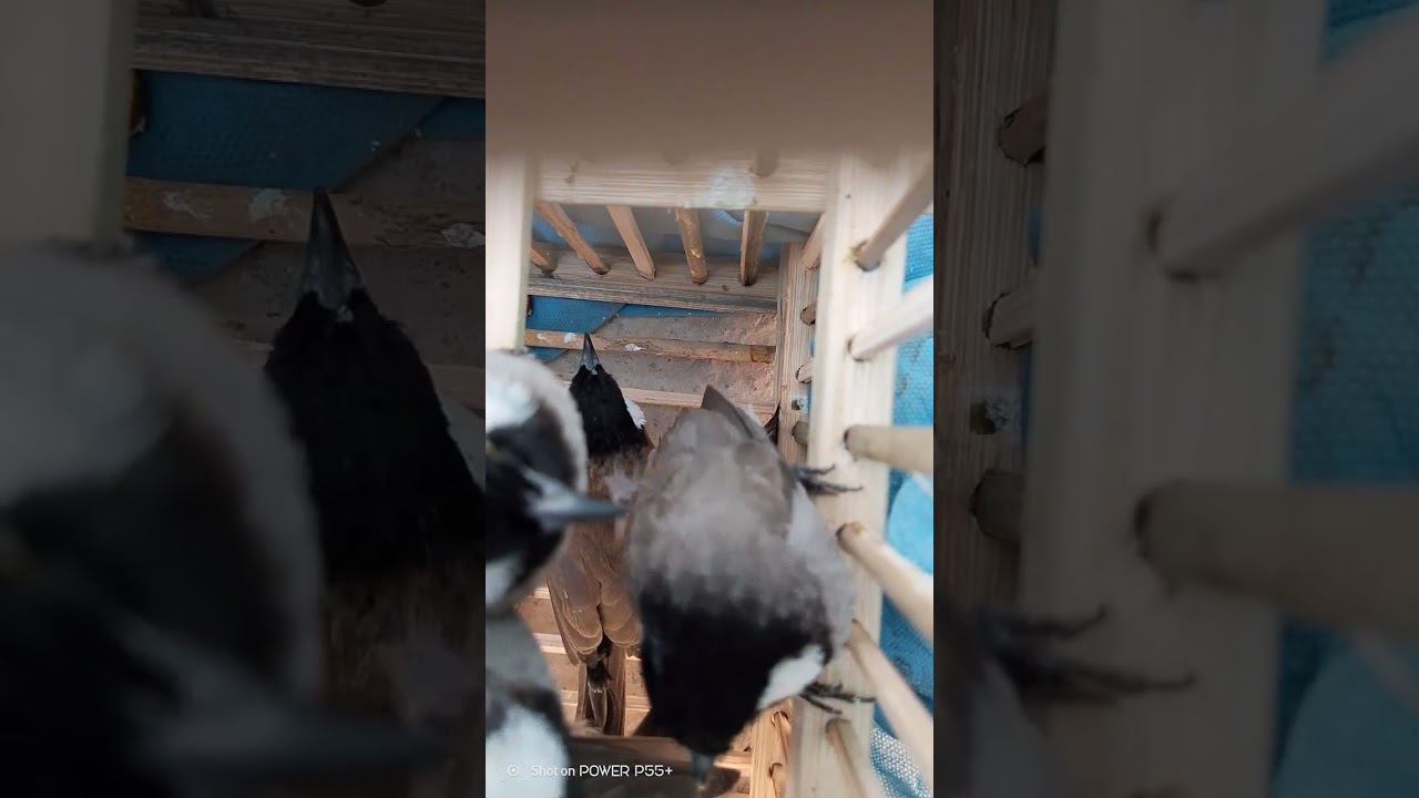 اقوى طياريات بلابل وحشية لفتح البلابل القافلة 