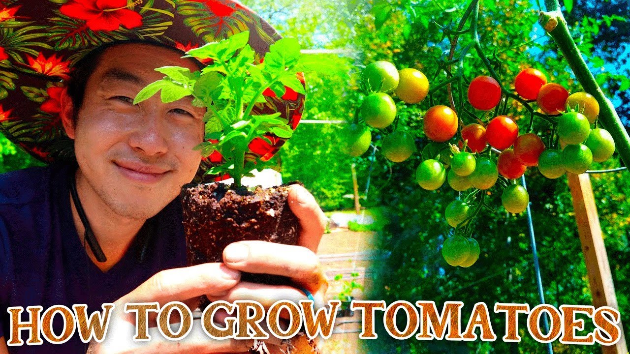 How To Grow Tomatoes YouTube