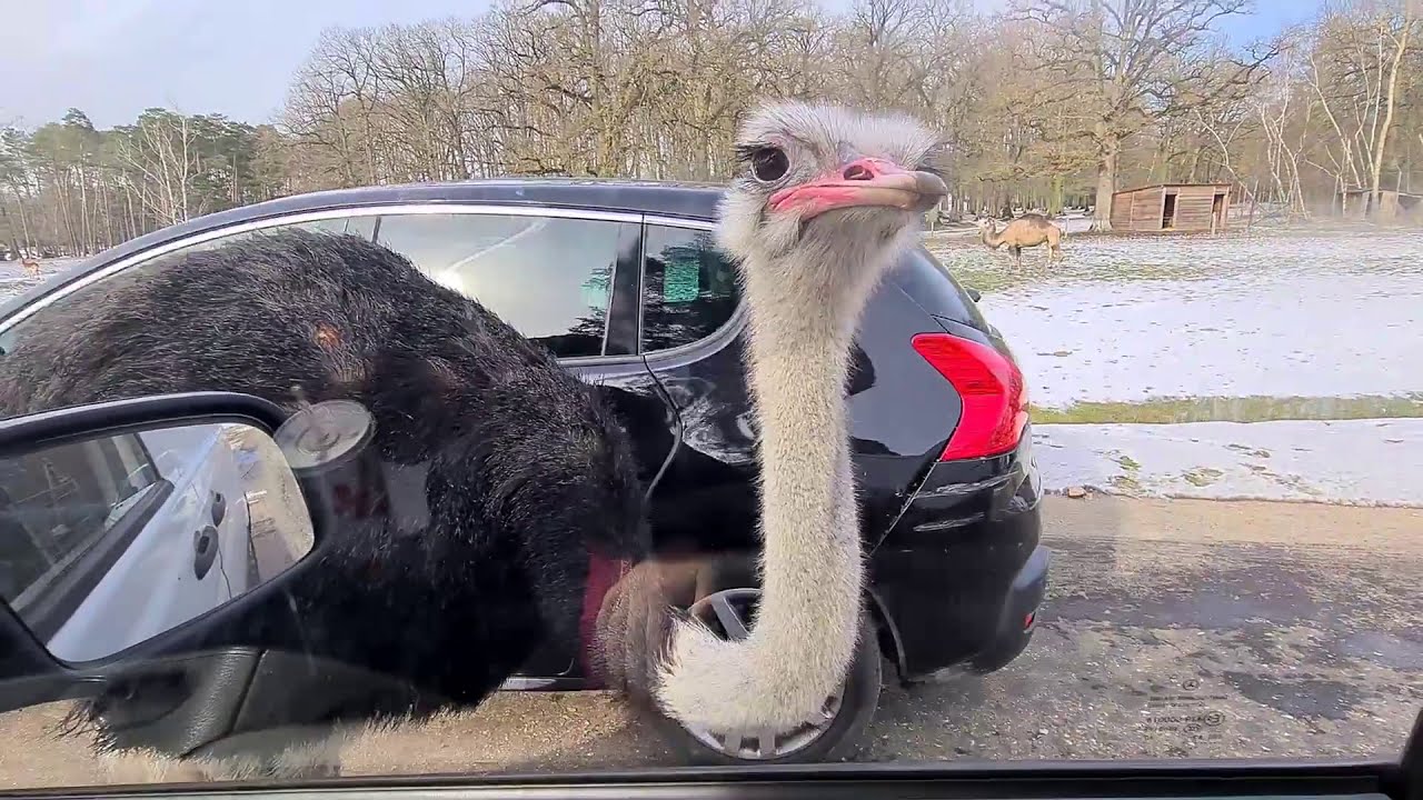 Ostrich welcoming at Thoiry Safari Park | Safari Park Paris | A day trip to safari Park Paris |