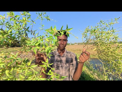 ASMR / OPEN PLACE plants TINGLES,