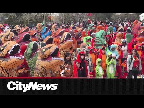Video University of Calgary breaks Guinness World Record for most people dressed as dinosaurs