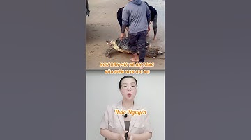 Ngư dân Mũi Né cứu rùa biển hơn 100 kg