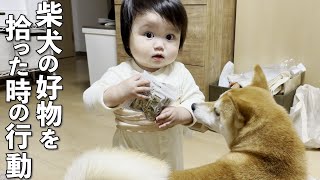 A cute one-year-old boy picks up a Shiba Inu's favorite item while