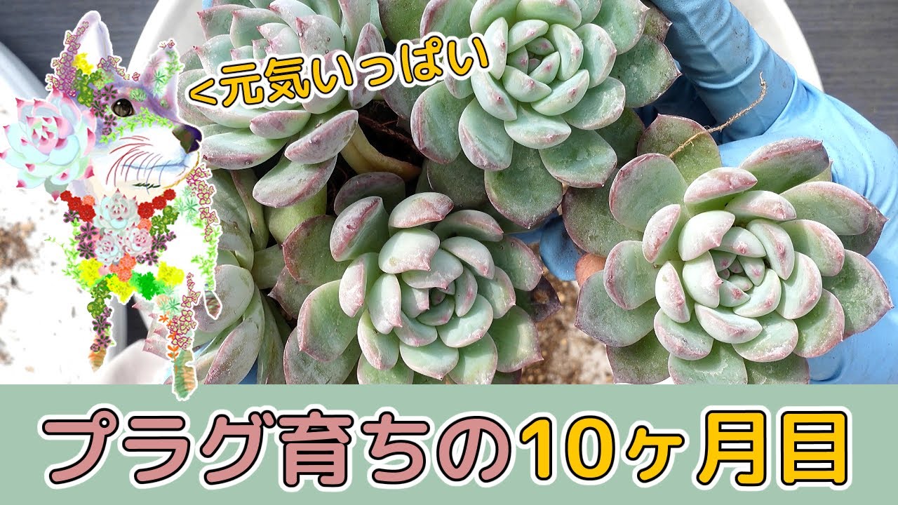 Potting up plug seedlings of Echeveria - YouTube