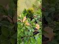 garden flowers plants #homegardenig #villagelife #garden #shortsfeed #viral #ytshorts