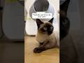 cat litter box #catlink #catproducts #cat #catlitterbox #petproducts #cathealth #clean