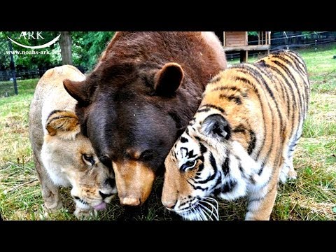 Video: Pet Scoop: Aus Löwen, Tigern und Bären werden Kumpels, die nach dem „gewaltigen“Sturz gerettet wurden