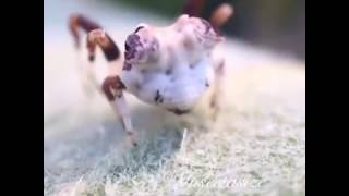 Bird dropping spider