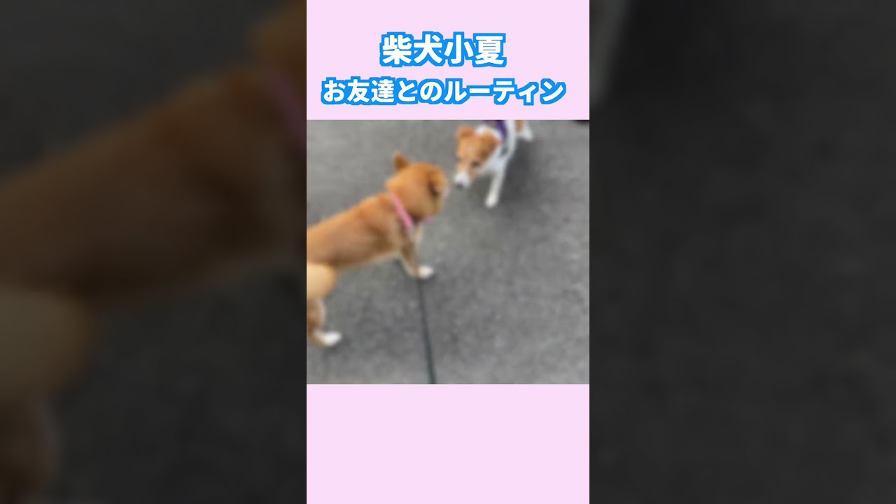お友達とのルーティン