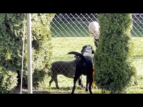 Woman Catches Neighbour Playing Fetch With Her Dog Through Fence (Adorable Animal Friendships)