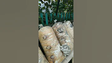 Очень много не Белых 😉 Грибов дома
