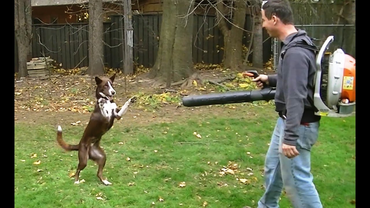 Dogs vs. Leaf Blowers YouTube