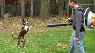 Dogs vs. Leaf Blowers