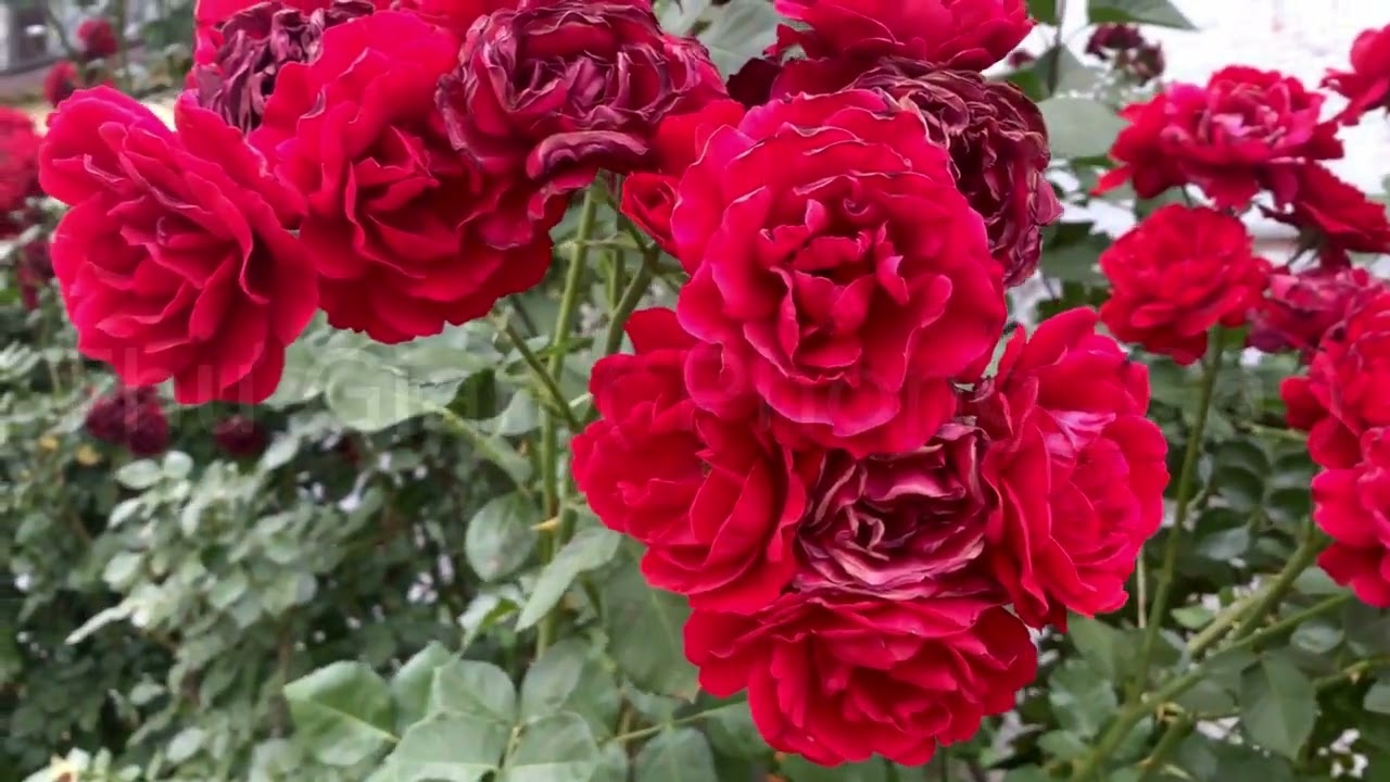 Chill Music – For a Laid-Back Life 🎶