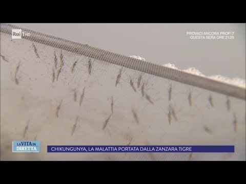 Video: Il chikungunya si trasmette da persona a persona?