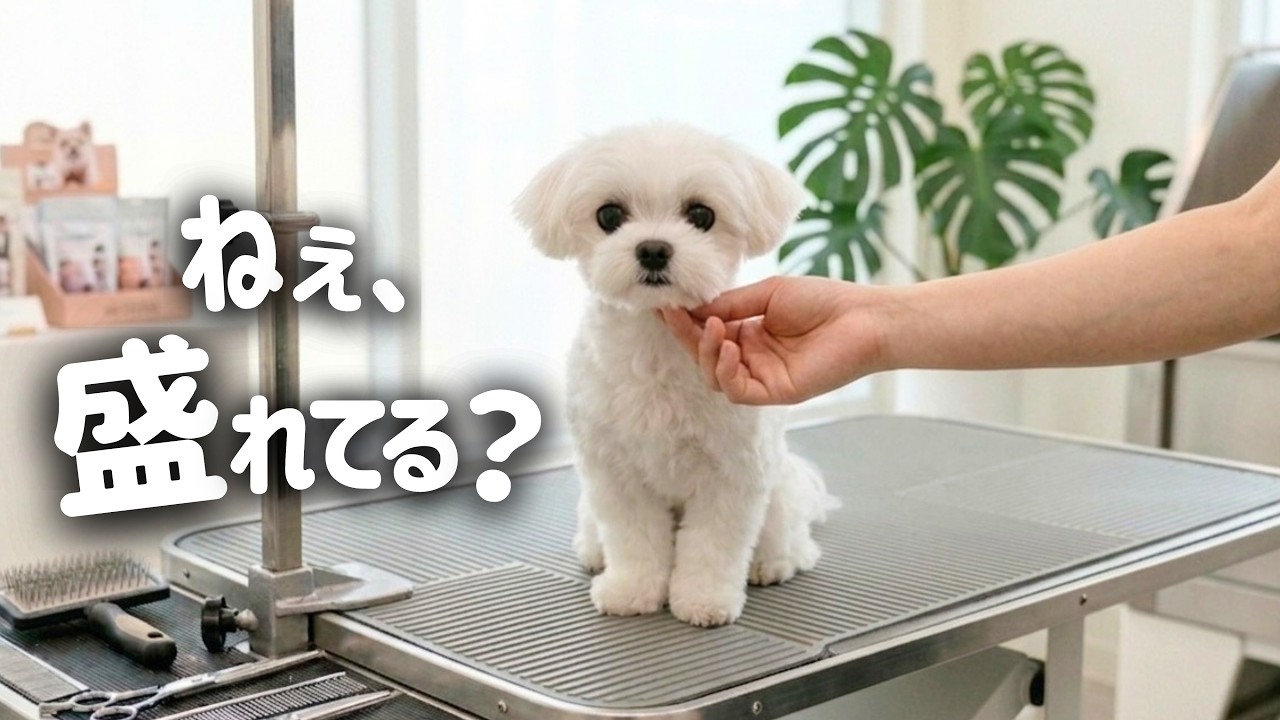 ☆新品☆DOG ポストスタンド マルチーズ シーズー トイプードル ルルちゃん☀ #トリミング #doggroomer #トリマー #petstylist トイ