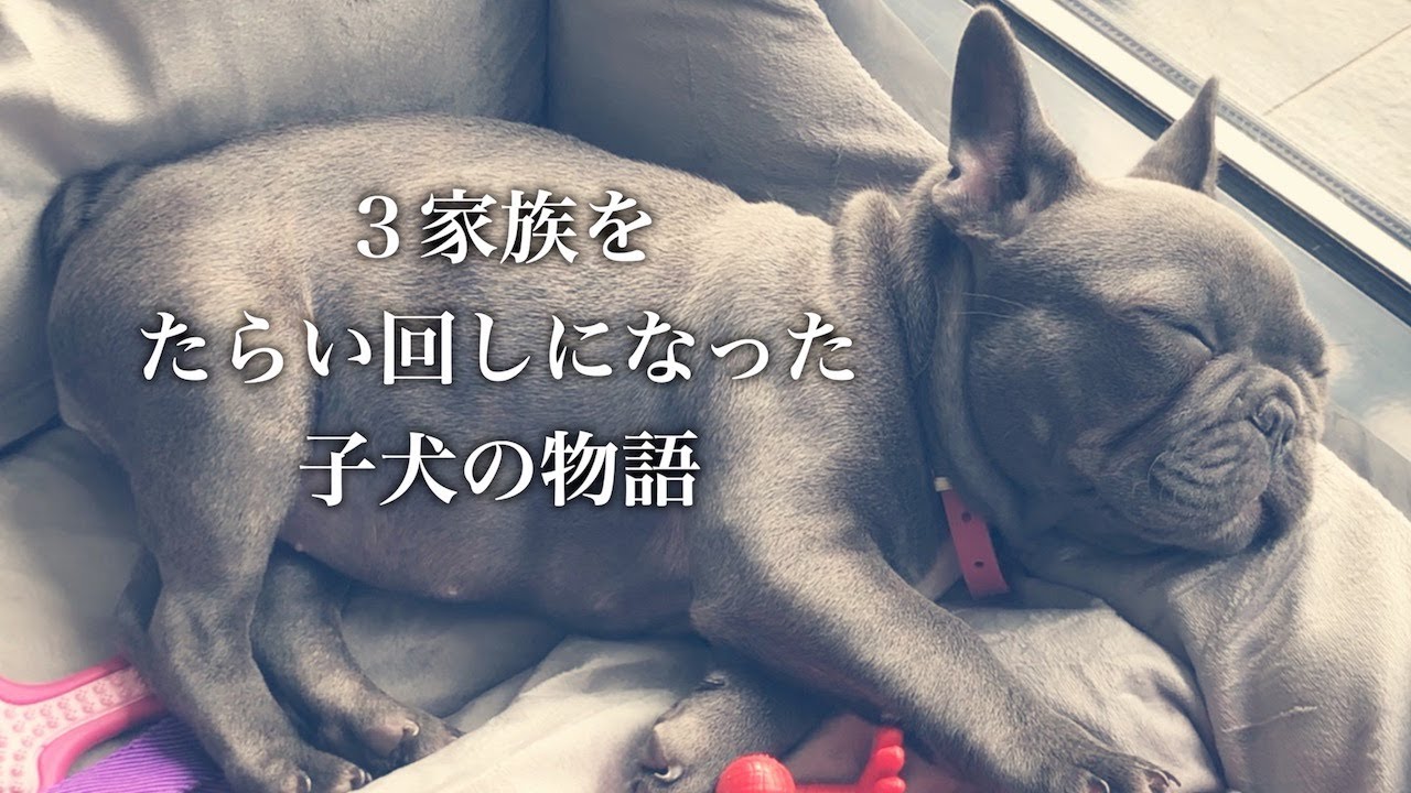 手放された子犬の真相は？3年後はどんな子になったのか…