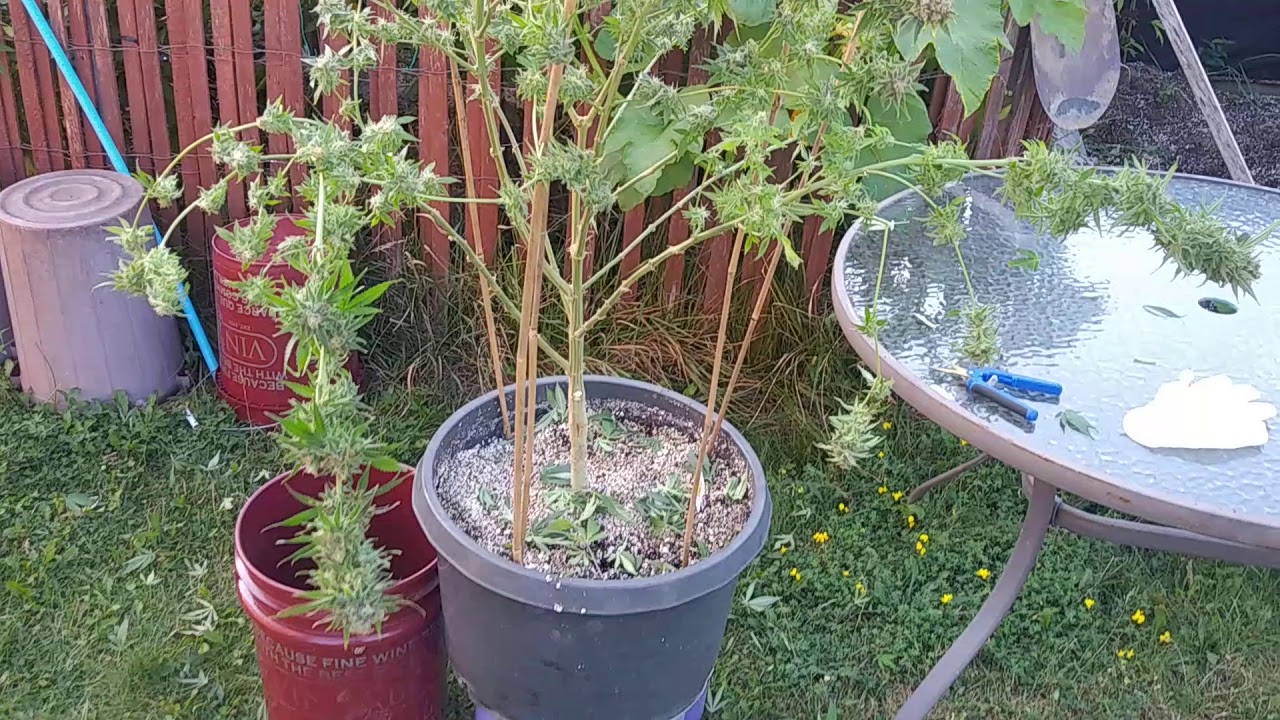 21+only..Cutting down my gorilla glue 4 from expert seeds,it's a solid yealder