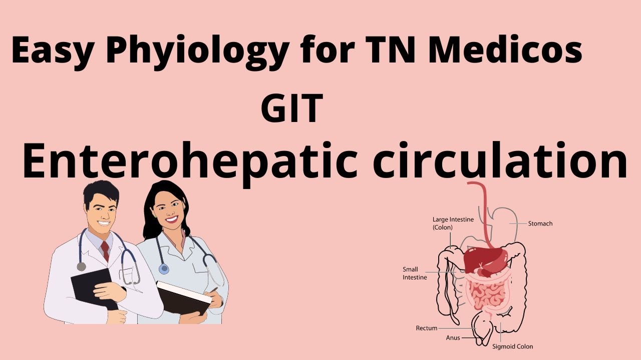 Enterohepatic circulation - YouTube