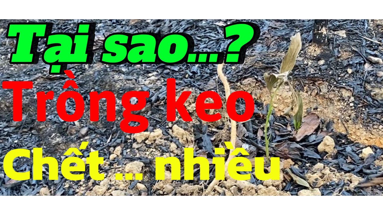 Nguyên nhân trồng keo chết nhiều; Tại sao năm nay giá keo giống cao?